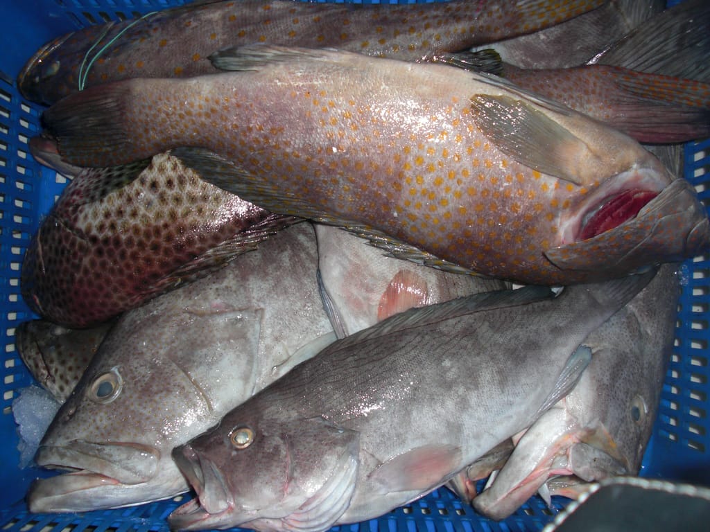 Grouper Raw Material