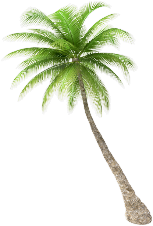 Coconut Tree